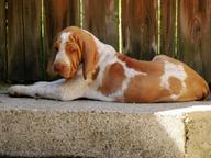 Bracco Italiano Italian Pointing Dog puppies with pedigree - Italian Pointing Dog (202) Bracco Italiano Italian Pointing Dog puppies with pedigree - Italian Pointing Dog (202)