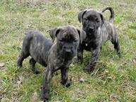 Perro de presa canario - Dogo canario - Dogo Canario (346) Perro de presa canario - Dogo canario - Dogo Canario (346)