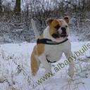 Albanybulls- American bulldog