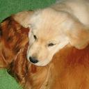 Demo showcase - Beautiful puppies for sale from DemoUser - Labrador Retriever (122)
