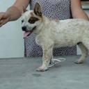 Puppies Australian cattle dog