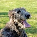 Irish Wolfhound puppies