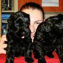 Black Russian Terrier puppies - Černý teriér (327)