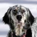 English setter for sell