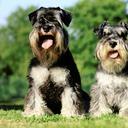 Miniature schnauzer blacksilver