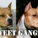 Sweet Gangland