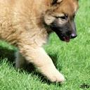 Belgian malinois and tervueren puppies - Belgian Shepherd Dog (015)
