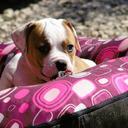 American bulldog puppies - Bulldog (149)