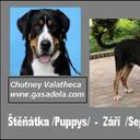 Great Swiss Mountain Dog - Great Swiss Mountain Dog (058)