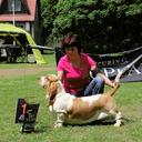 Basset hound Queen´s Hermelin - krizova