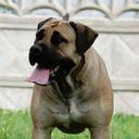 Excellent boerboel litter for sale! - Boerboel