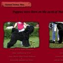 Russian Black Terrier male for sale - Russian Black Terrier (327)