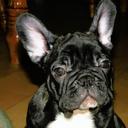 fr.bulldog pupppies  - French Bulldog (101)