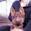 Chocolate(Liver) German Shepherd Dog puppies - German Shepherd Dog (166)