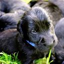 Flat coated retriever puppies, Poland - Flat Coated Retriever (121)