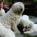 KOMONDOR- reliable guardian of your family and property! - Komondor (053)