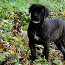 Cane corso - Italian Corso Dog (343)