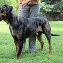 Catahoula leopard dog - Numa