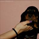 Black and Tan Coonhound puppies - Black and Tan Coonhound (300)