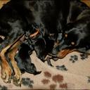 Black and Tan Coonhound - Black and Tan Coonhound (300)