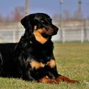 Abilene z Odasu - Beauceron (044)