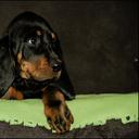 Black and Tan Coonhound puppies - Black and Tan Coonhound (300)