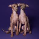 Italian greyhound puppies - Italian Greyhound (200)