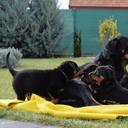 Beauceron - puppies for sale - Beauceron (044)