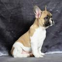 French bulldog puppies - French Bulldog (101)