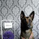 Breeding of Belgian Shepherd Malinois - BryniarscyFCI - Andrzej