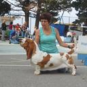 Basset hound puppies Queen´s Hermelín kennel - Basset Hound (163)