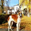 Russian borzoi - Borzoi - Russian Hunting Sighthound (193)