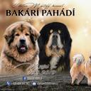 Tibetan Mastiff Puppies for sale - Tibetan Mastiff (230)
