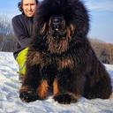 Tibetan mastiff  - Tibetan Mastiff (230)