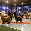 Kinu Liutas kennel  - Oleksandr Khilyk