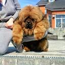 Dogs of your dream - Tibetan Mastiff (230)