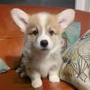 Welsh Corgi Pembroke Puppies - Welsh Corgi Pembroke (039)