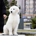 Puppies maremmano-abruzzese sheepdog - Maremma and Abruzzes Sheepdog (201)