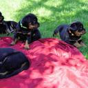 Puppies - Beauceron - Beauceron (044)