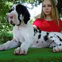 Very beautiful puppy - Great Dane (235)