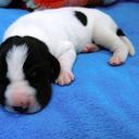 Available for sale are very beautiful puppies - Great Dane (235)