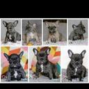 Buldog francuski - French Bulldog (101)