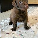 Chesapeake Bay Retriever - Chesapeake Bay retrívr (263)