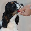 English springer spaniel puppies - English Springer Spaniel (125)