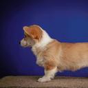 Pembroke Welsh Corgi (DM, vWd, PRA, Fluffy - CLEAR) - Welsh Corgi Pembroke (039)