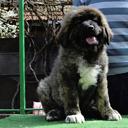 Caucasian shepherd puppy female - Caucasian Shepherd Dog (328)