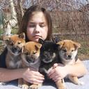 Shiba male puppies for sale  - Shiba Inu (257)