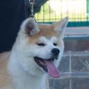 Japanese AKita puppy for sale - Akita (255)