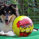 Beautiful rough collie puppy male - Collie Rough (156)