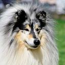 Ch.Radiant Eyes Neymar - Collie Rough (156)